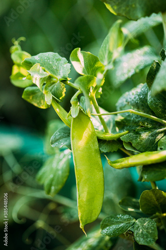 Fresh Vegetable Organic Green Beans Growing on branch of bush In Vegetable Garden