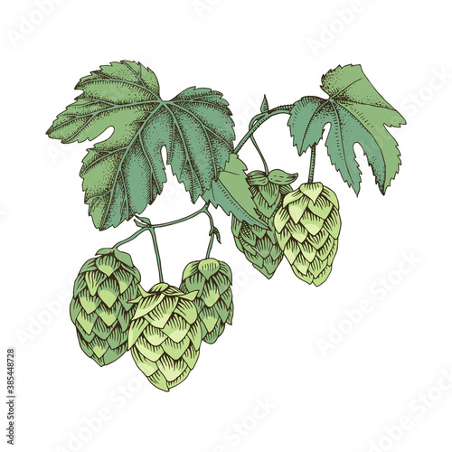 Hand drawn colorful hop branch