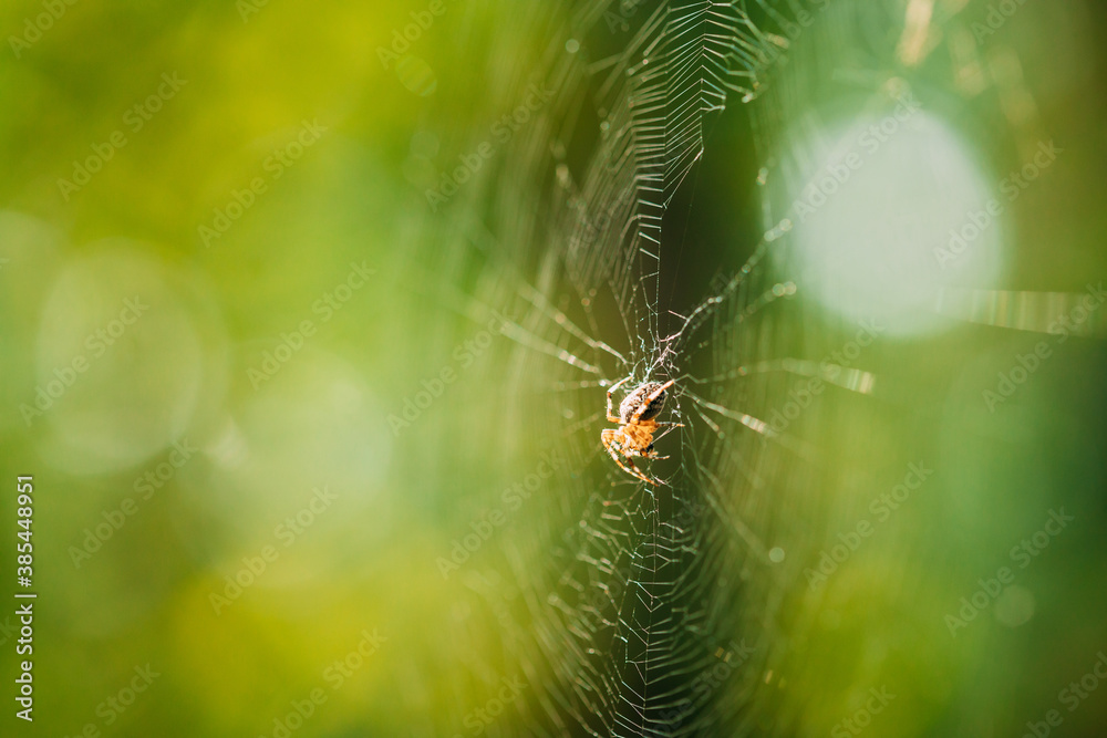 Large Spider Inside Woven Web In Forest Large Spider Inside Woven Web In Forest