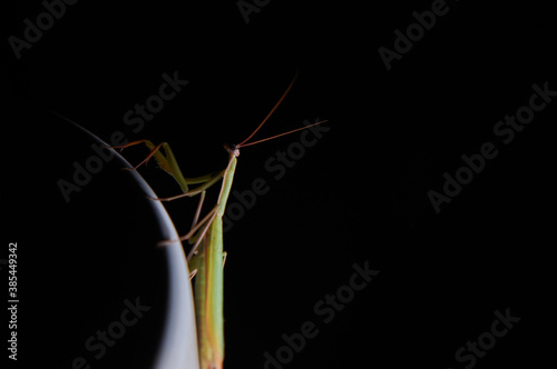 Green mantis in the dark. Close-up photo of the mantis.