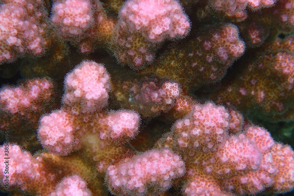 Fototapeta premium detail of coral animal