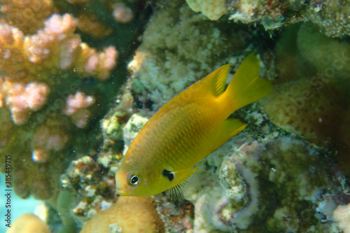 small yellow red sea fish