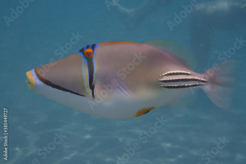 Picasso Triggerfish