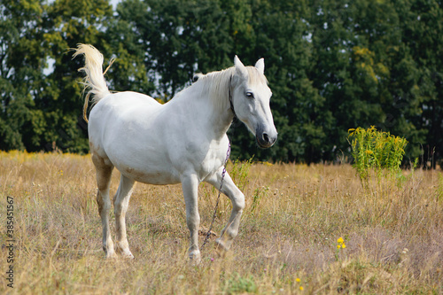 white horse on dry grass in the field © Oleksandr Filatov