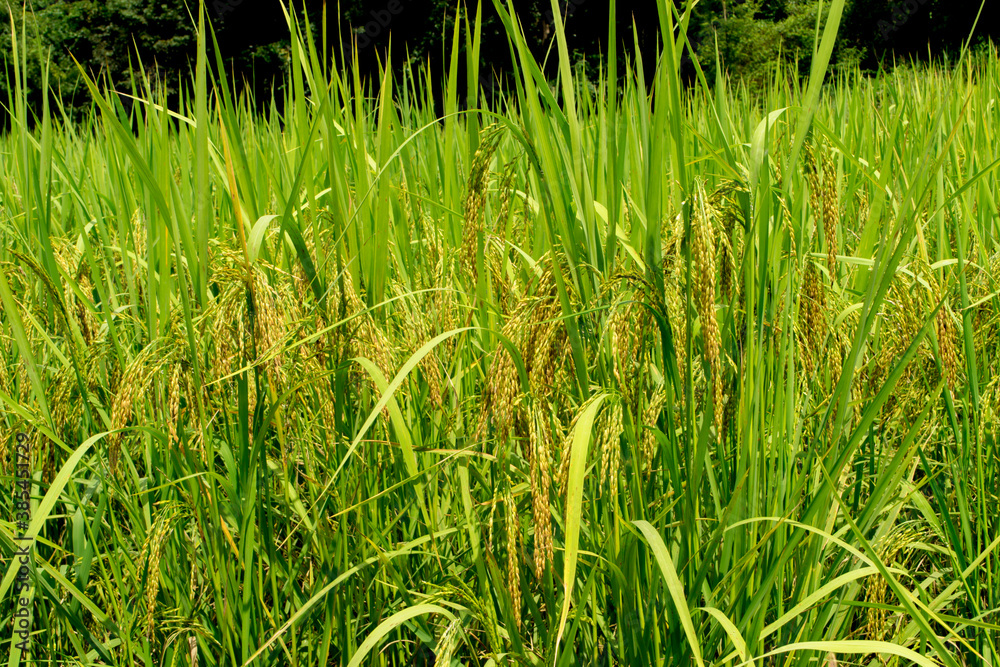 Obraz premium Rice cultivation in rice fields during harvest.