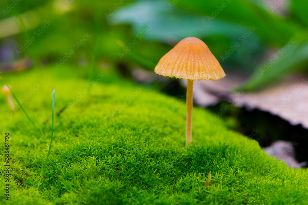 small forest orange mushrooms on green moss small forest orange mushrooms on green moss