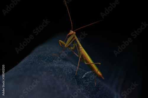 Green mantis is posing. Night photo of a mantis close-up.