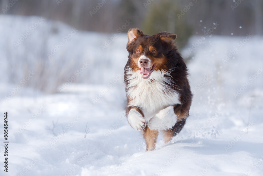 Dog in the winter in nature. Active australian shepherd running on the snow