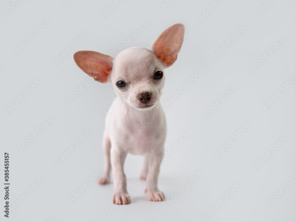 white puppy on white background ,  adorable chihuahua standing in studio