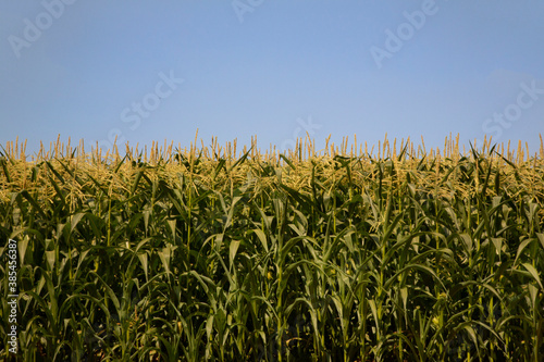 A slight upward view of a dense wall of corn stalks, daytime with a clear blue sky 