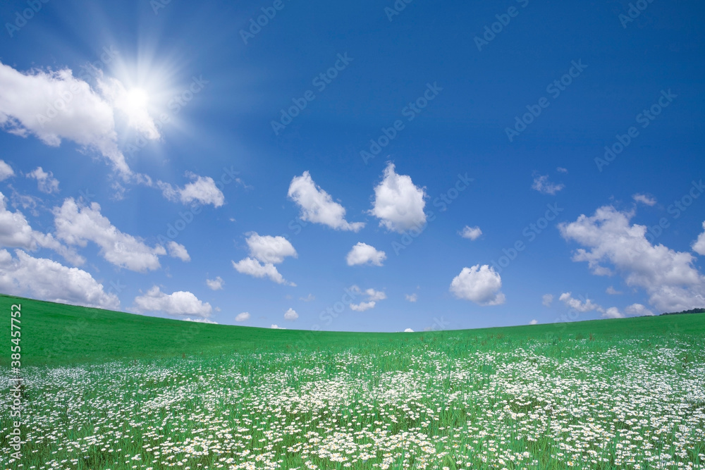 Obraz premium 草原に咲く白い花と白い雲と太陽