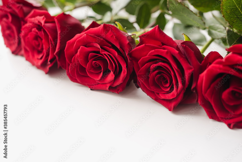 red roses on white background, Red roses red roses on white background, Red roses