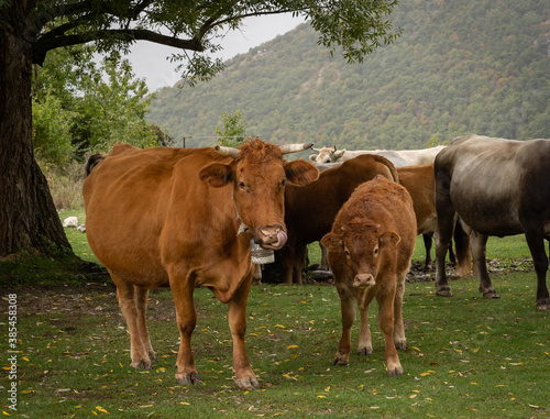 Red and white cows on a pasture in the Abruzzo mountains, Italy