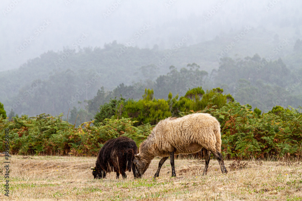 Fototapeta premium Sheeps in Madeira Island, Portugal