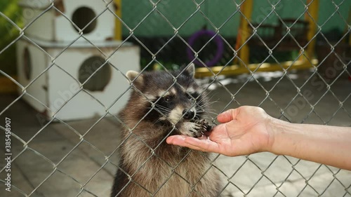 Man's hand feeds raccoons through the zoo's cage netting. Animals in captivity, beautiful fauna. Close-up photo