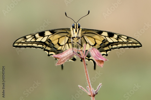 Wonderful butterfly Papilio machaon on the flower  on a summer day © NATALYA