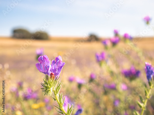 Macro view of a purple wild flower  Echium plantagineum  on an unfocused background of colored flowers giving an oil painting feel