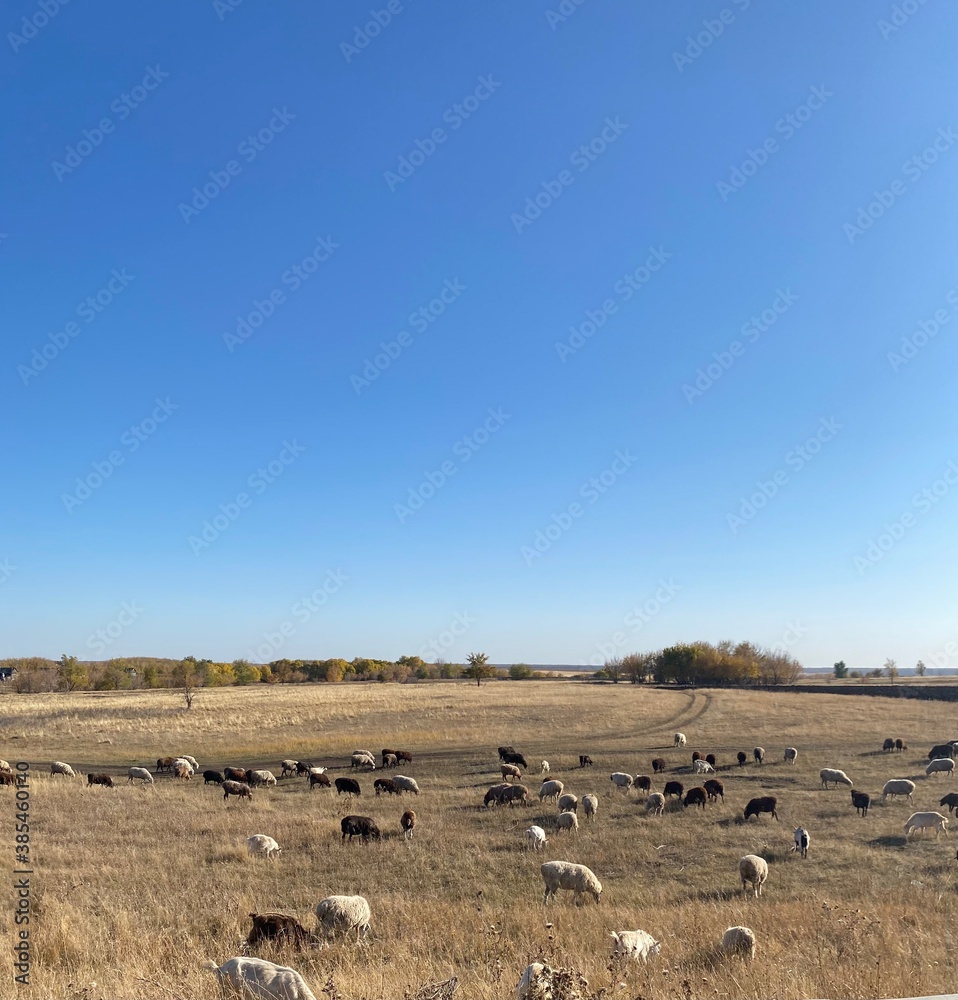 flock of sheep flock of sheep