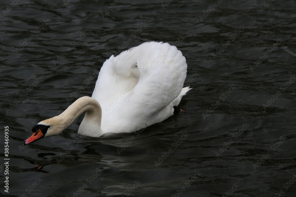 Fototapeta premium A Mute Swan on the water