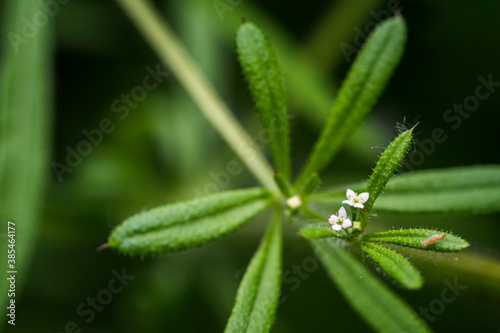 Galium - Dogwood with a detail of a white flower and green leaves.