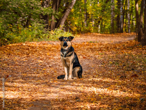 Watchdog sits on an alley in the autumn forest