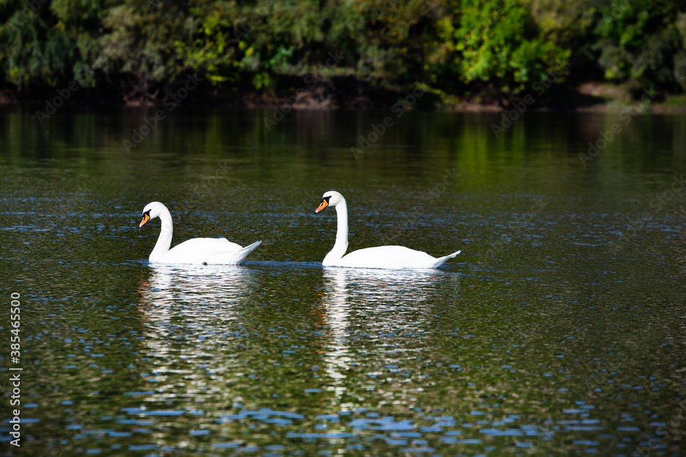 Very beautiful white swans floating in lake , peaceful moment. Wild nature with birds. Very beautiful white swans floating in lake , peaceful moment. Wild nature with birds.