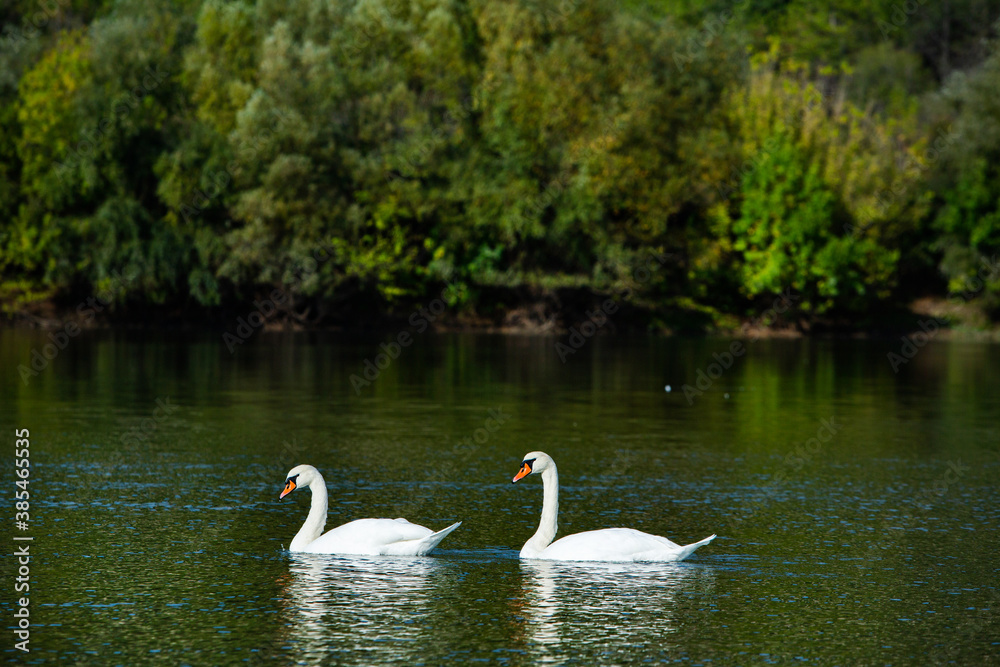 Very beautiful white swans floating in lake , peaceful moment. Wild nature with birds. Very beautiful white swans floating in lake , peaceful moment. Wild nature with birds.