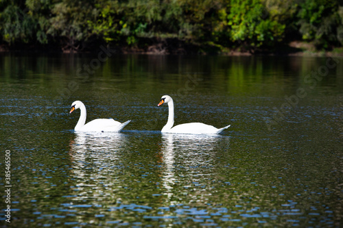 Very beautiful white swans floating in lake , peaceful moment. Wild nature with birds.