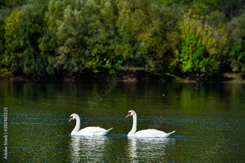 Very beautiful white swans floating in lake , peaceful moment. Wild nature with birds.