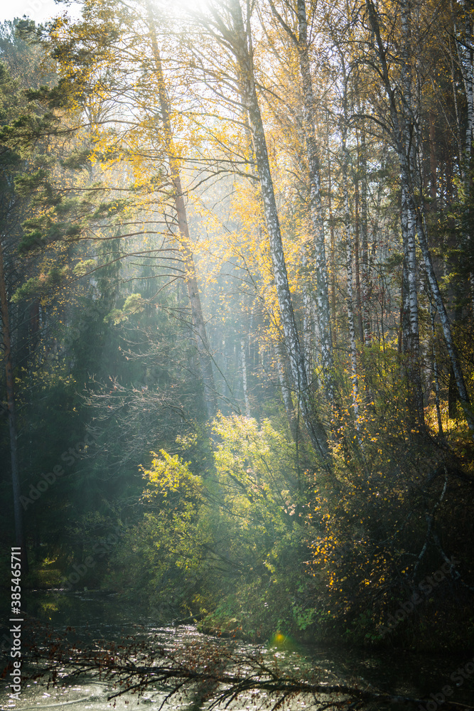 Obraz premium Sunbeams shines through trees to the small silent pond. Selective focus. Autumn landscape. 