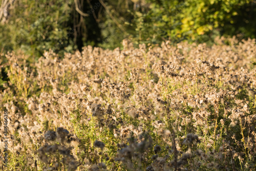 Obraz premium Abstract View of Autumn Meadow with Dry Grass and Plants on a Sunny Day. Ripe Seeds Wildflower of Dandelion Grow at the Edge of Forest. Beauty of Wild Nature & Wanderlust. 