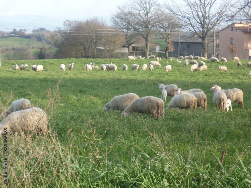 sheep and lambs sheep and lambs