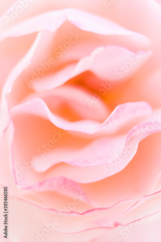 Close up sur une rose - Arrière plan floral romantique