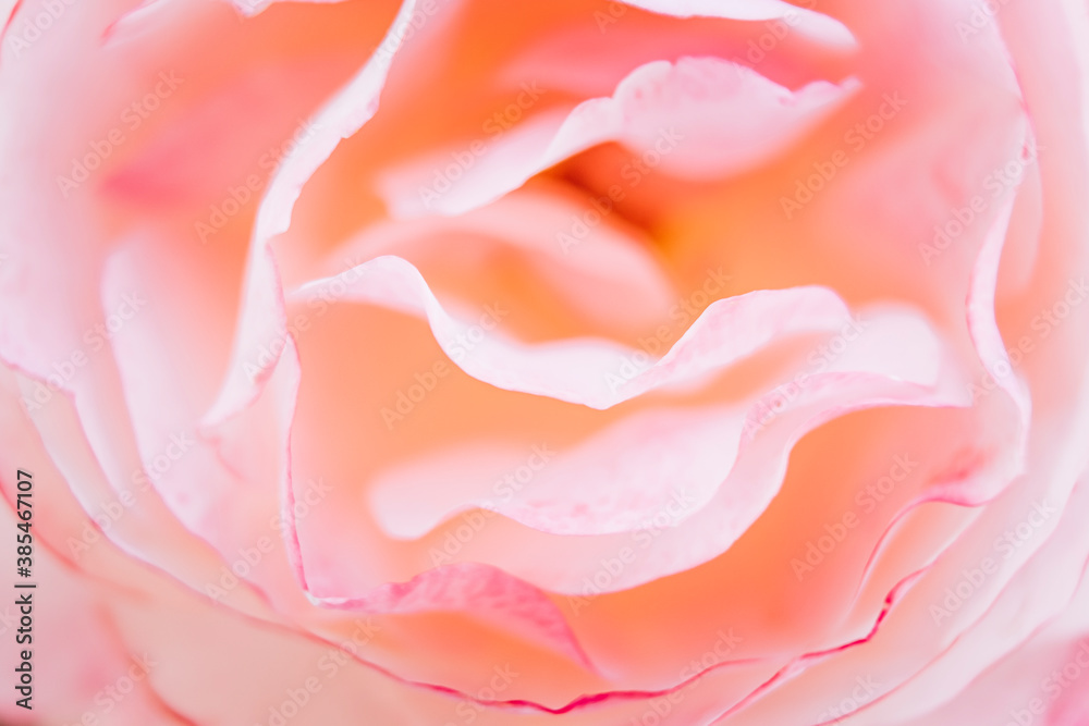 Close up sur une rose - Arrière plan floral romantique