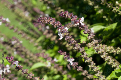 Sydney Australia  flower stems of a sweet basil plant