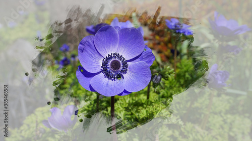 Anemone Coronaria Blue Poppy flower close up on colorful background. Painting effect.