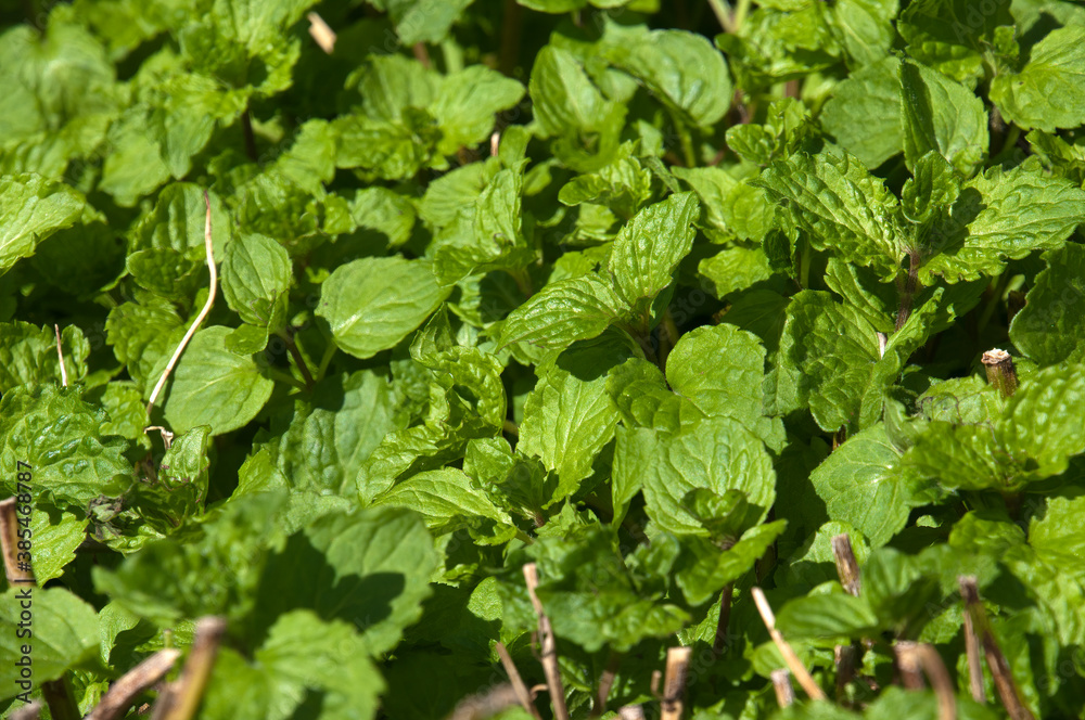 Sydney Australia, Mentha X piperita vulgaris or peppermint is a hybrid mint, a cross between watermint and spearmint Sydney Australia, Mentha X piperita vulgaris or peppermint is a hybrid mint, a cross between watermint and spearmint