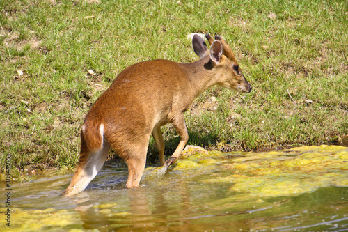 Fototapeta Naklejka Na Ścianę i Meble -  Kangaroo in his outdoor enclosure