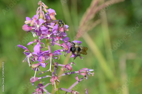 bee on a flower