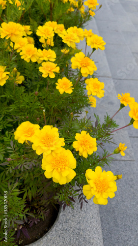 Fototapeta Naklejka Na Ścianę i Meble -  flowers in full bloom with pretty yellow