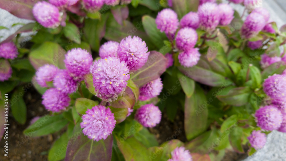 the flowers that bloom lovingly the flowers that bloom lovingly