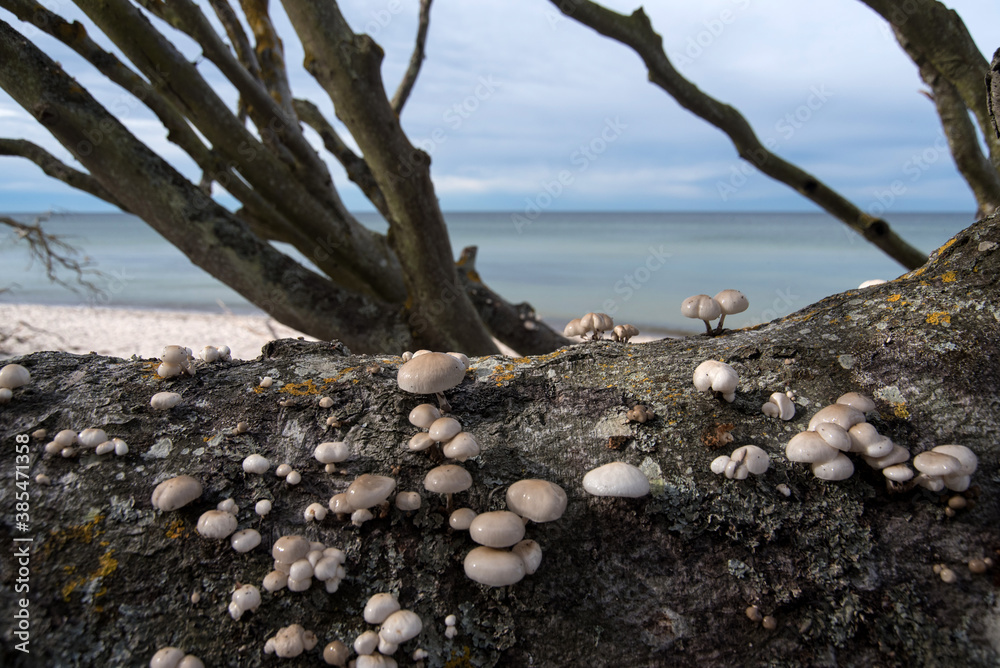 Tree mushrooms on a tree stump at the coast of Darss in Germany