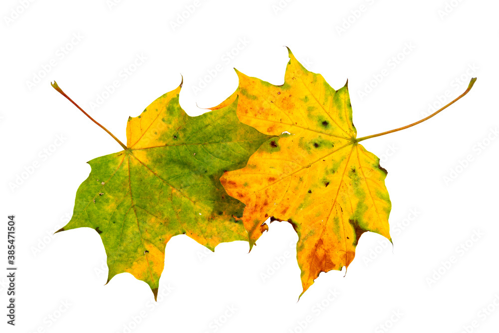 Two autumn maple leaves isolated on white Two autumn maple leaves isolated on white