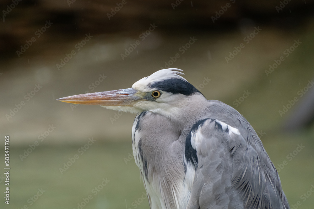 Vogel im Regen Vogel im Regen