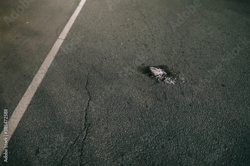 a dead dove lies on cracked asphalt photo
