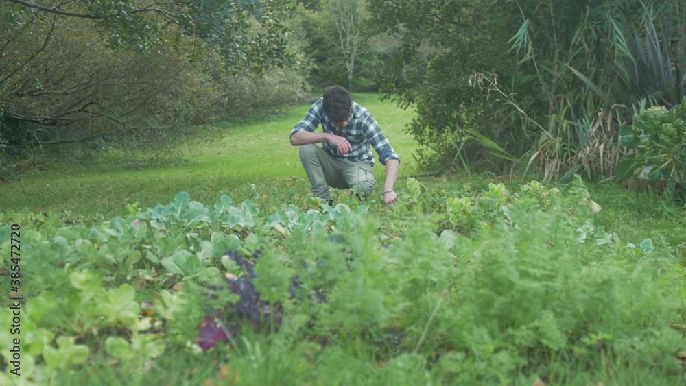 Young man harvesting small home grown turnips. MEDIUM WIDE SHOT Young man harvesting small home grown turnips. MEDIUM WIDE SHOT