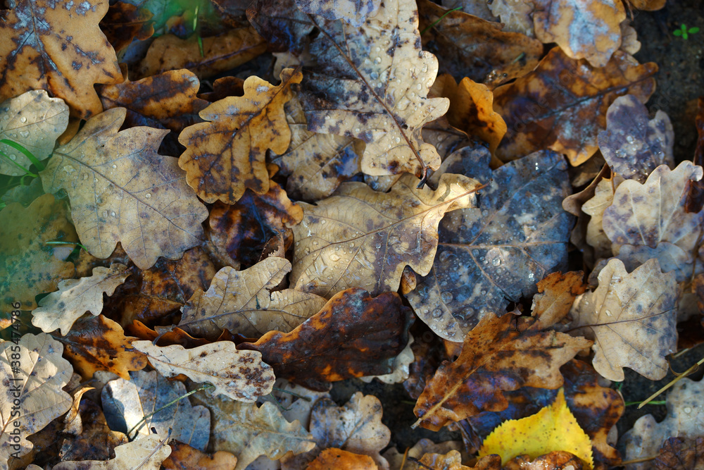 The texture of fallen oak leaves close up