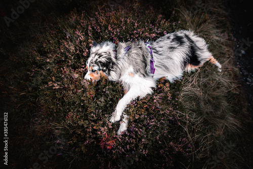 Australian shepherd photo