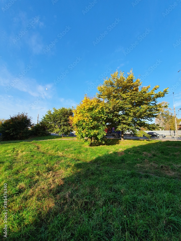 Fototapeta premium autumn in the park