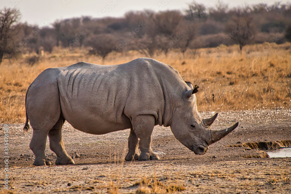 Fototapeta premium White Rhinoceros, Ceratotherium simum,Square-lipped Rhinoceros, Khama Rhino Sanctuary, Serowe, Botswana, Africa